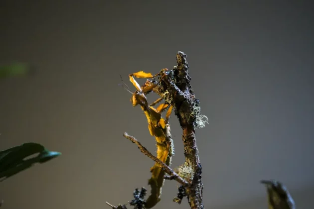 Fujifilm XF 30 mm f/2.8 R LM WR-5