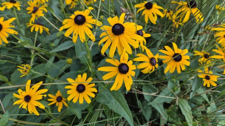 Samsung Galaxy Z Flip 7