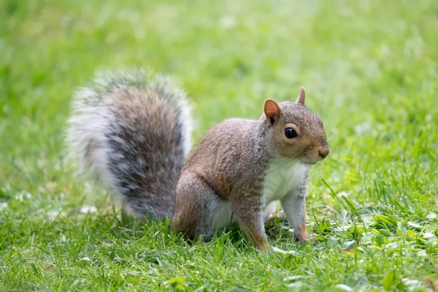 Sigma 150-600mm f/5-6.3 DG DN OS Sports-5