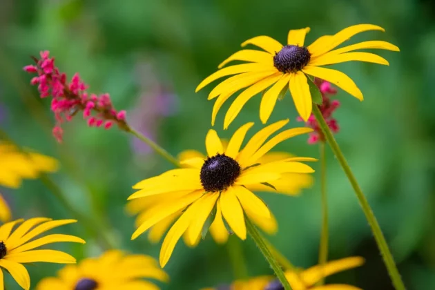 Sigma 150-600mm f/5-6.3 DG DN OS Sports-6