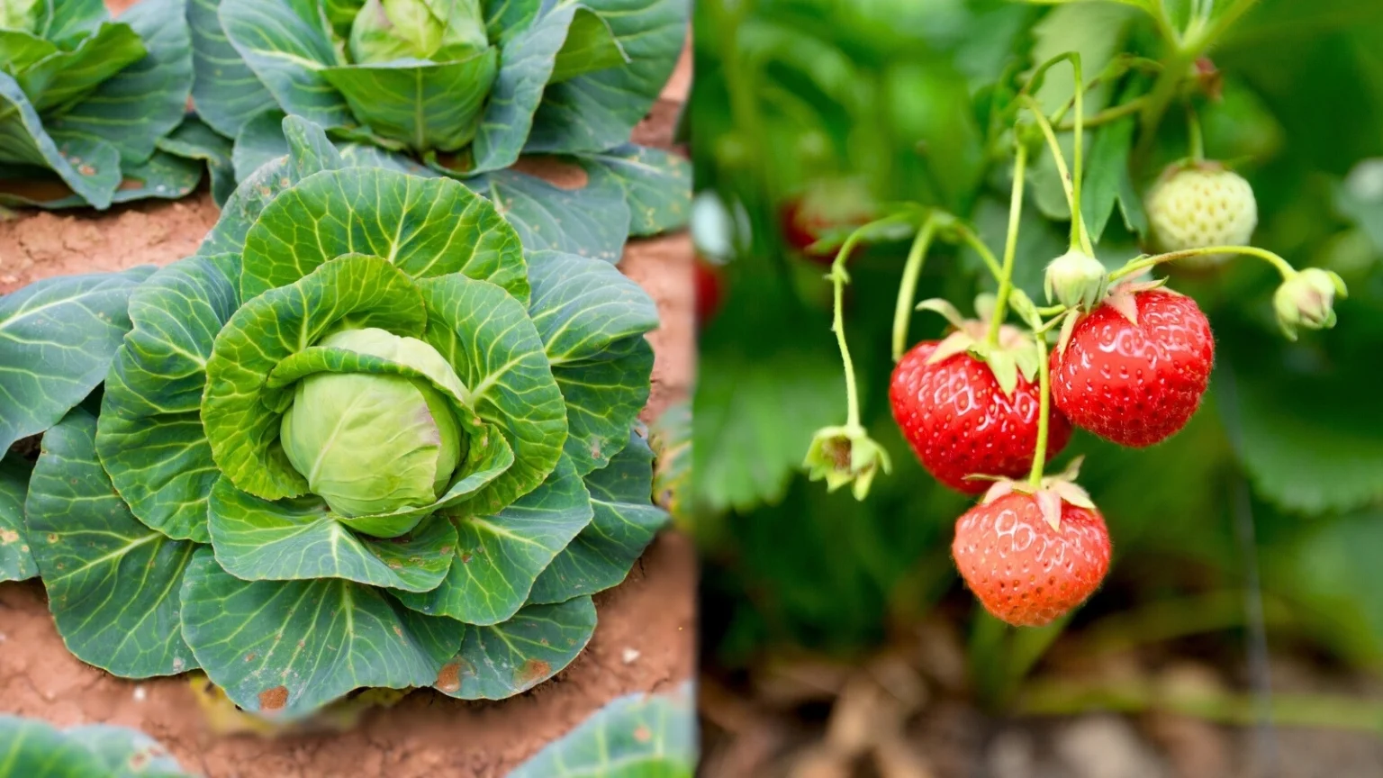 Капуста и клубника