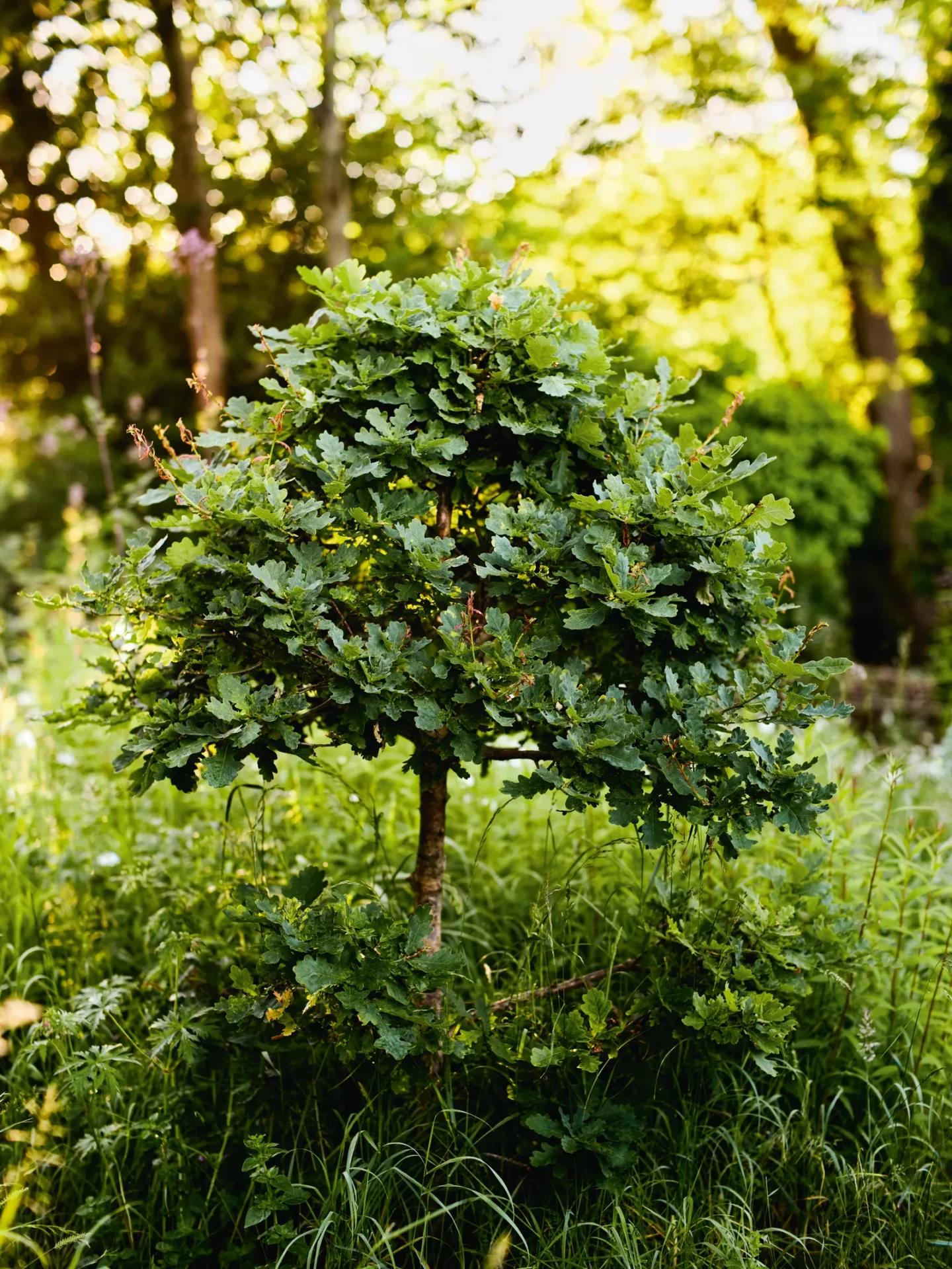 Загородный сад Сары Прайс-7