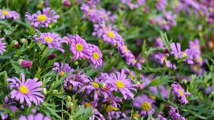 Я протестировал будущее телефонных камер, но оно не от Samsung или Apple