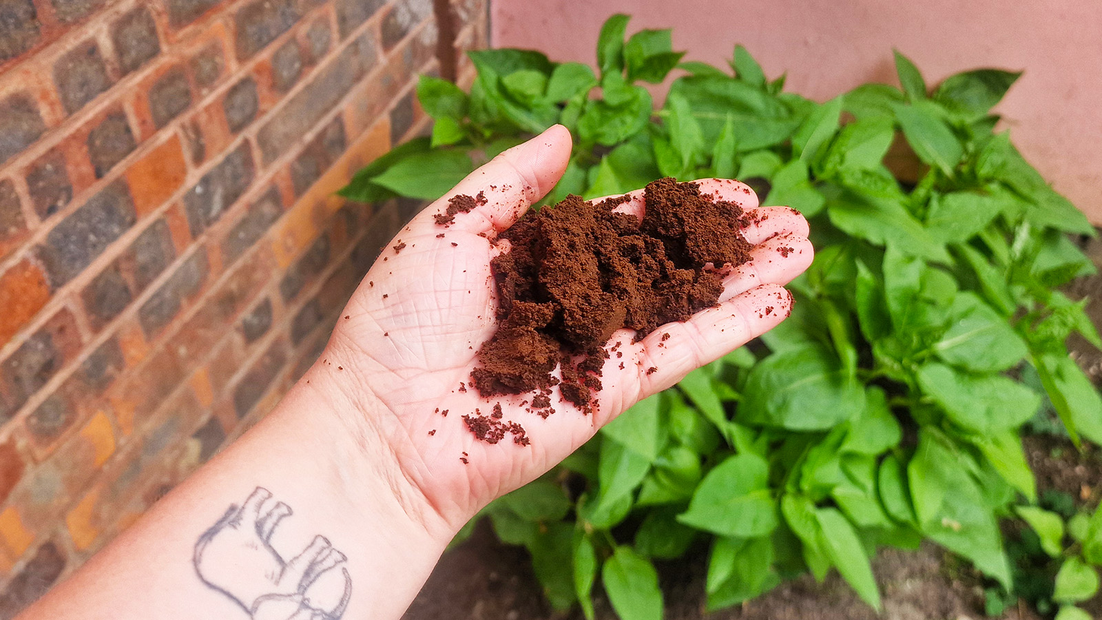 Этим летом люди посыпают использованной кофейной гущей порог своего дома — вот почему