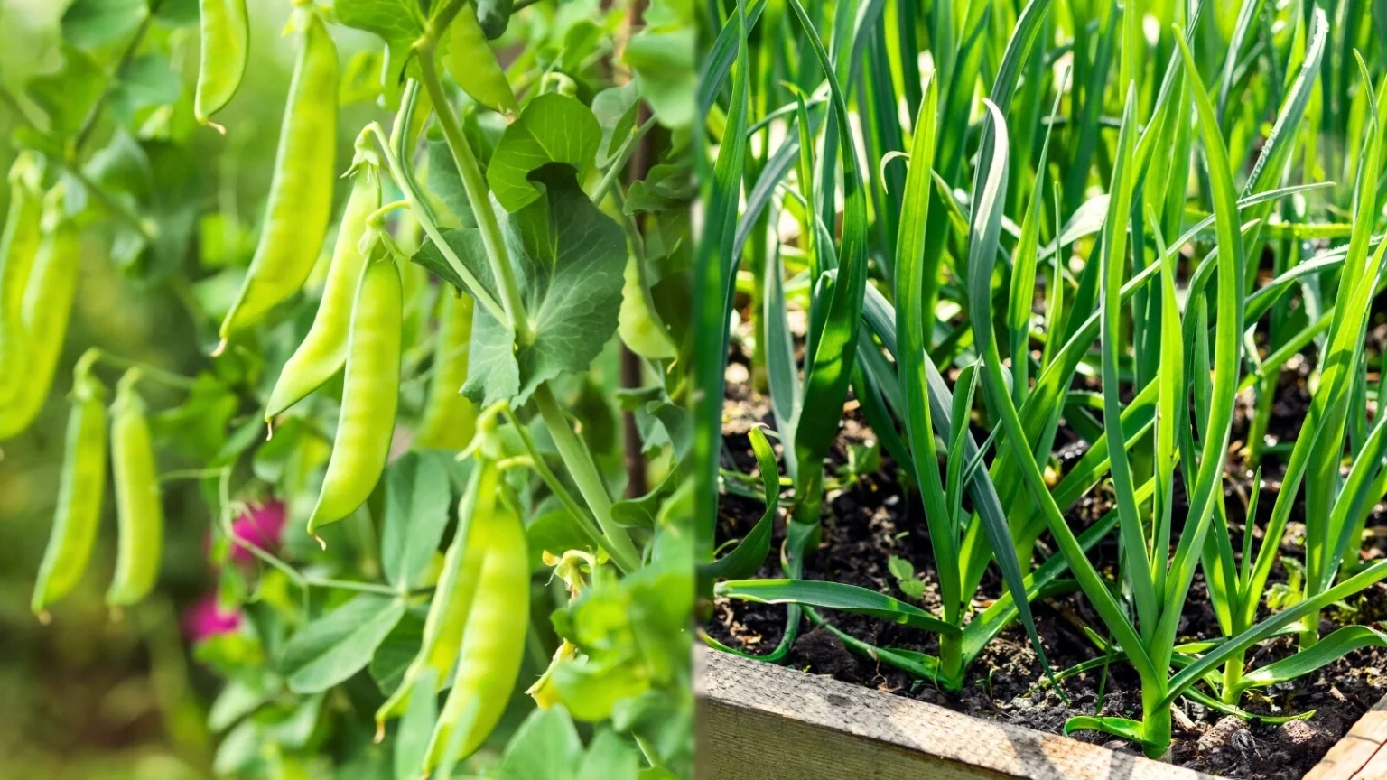 Горошек и чеснок