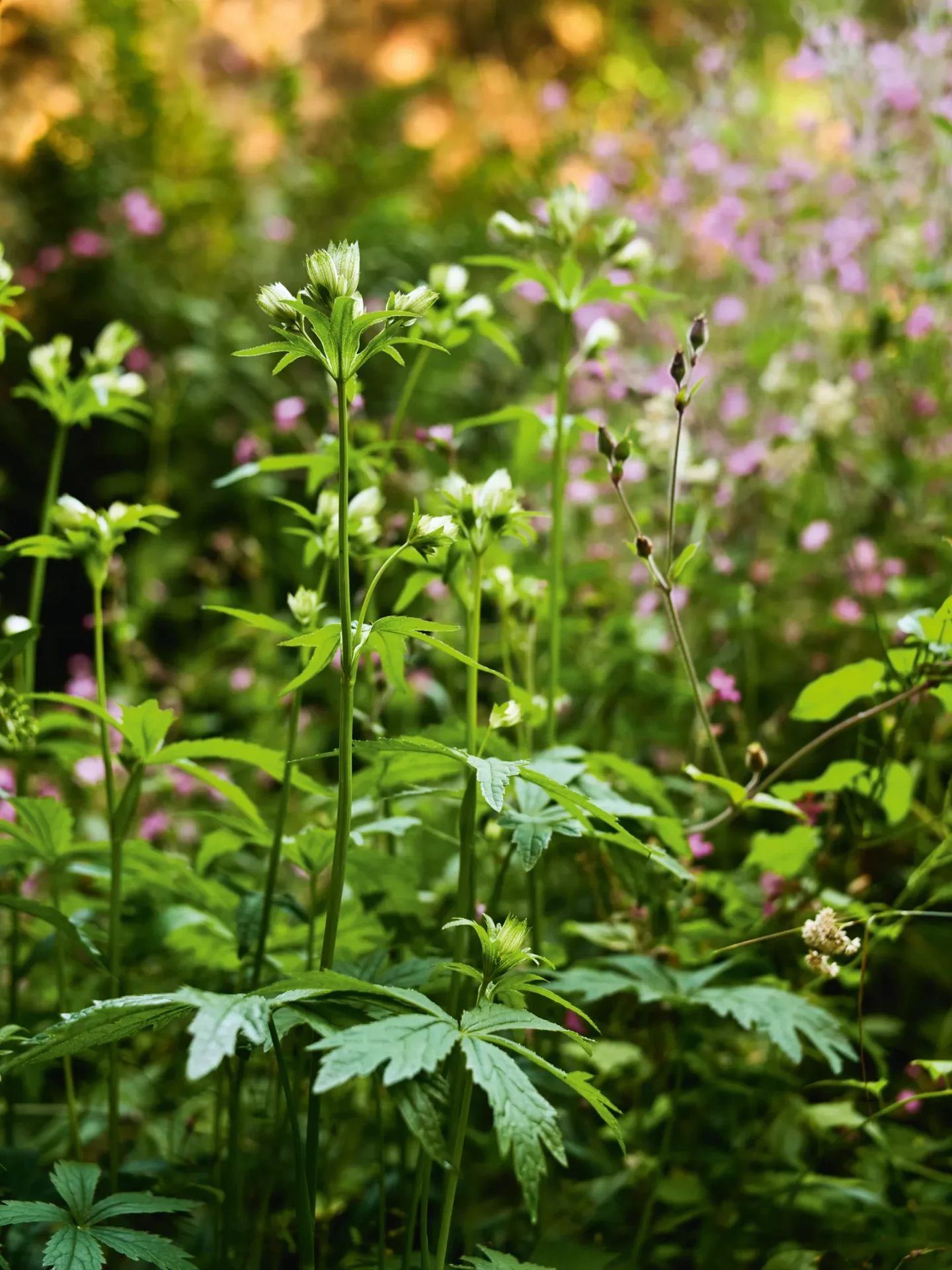 Загородный сад Сары Прайс-8