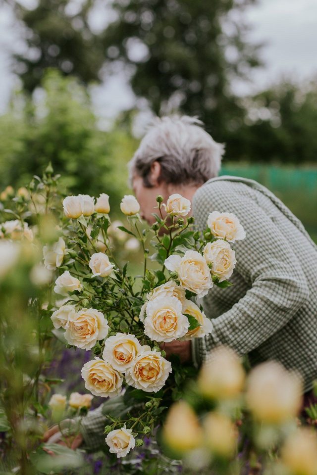 Как (и когда) срезать черенки с роз