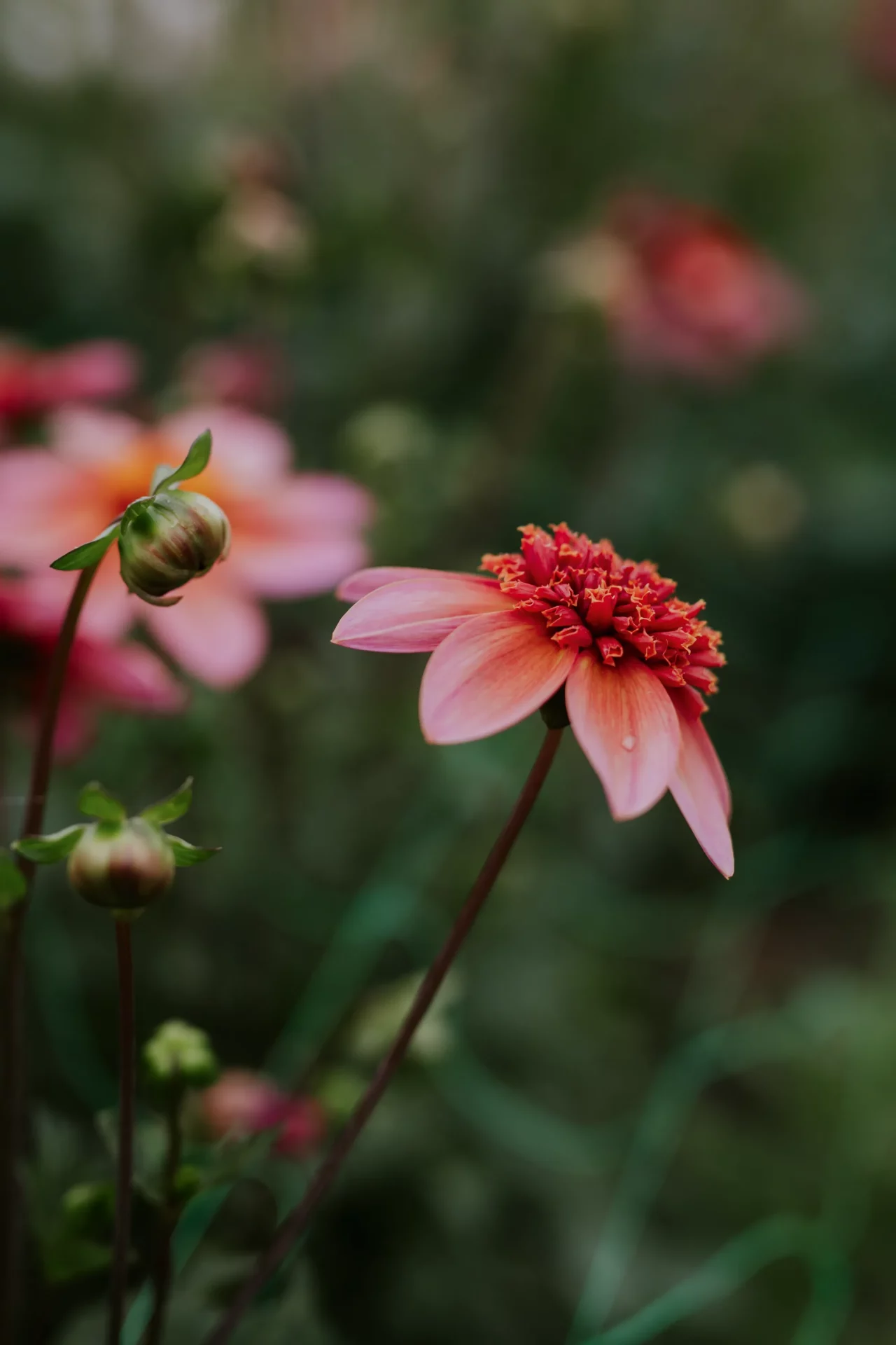 Как и когда сажать клубни георгинов и как за ними ухаживать