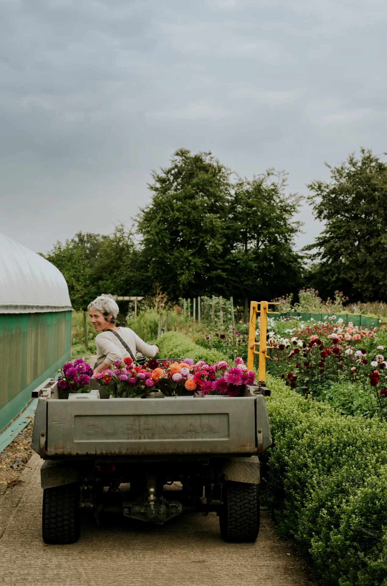 Как и когда сажать клубни георгинов и как за ними ухаживать