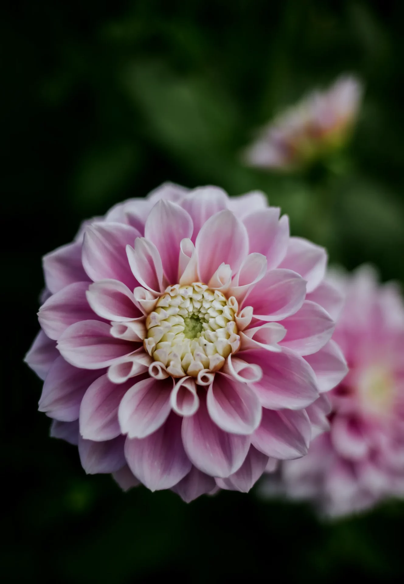 Как и когда сажать клубни георгинов и как за ними ухаживать