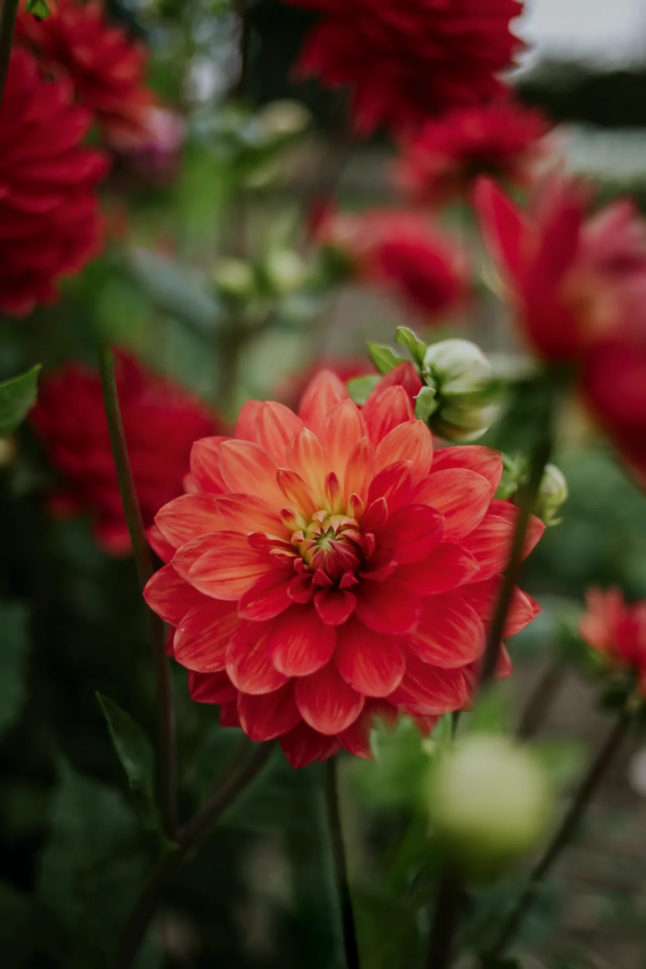 Как и когда сажать клубни георгинов и как за ними ухаживать