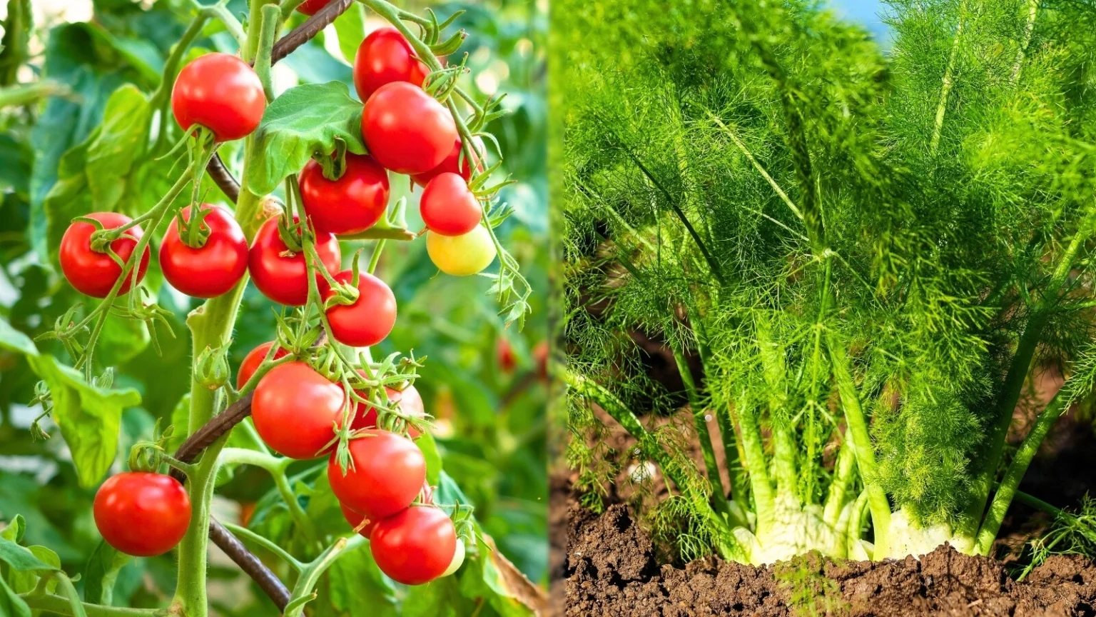 Помидоры и фенхель