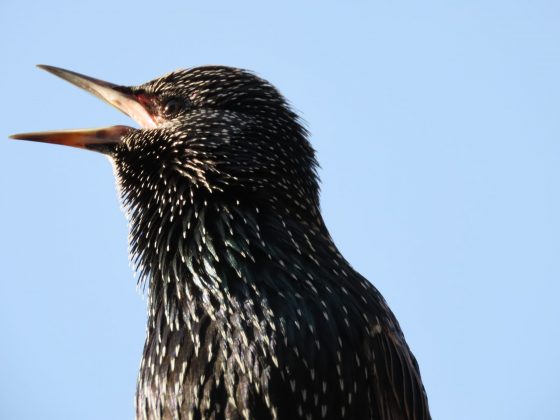 Canon PowerShot SX70 HS