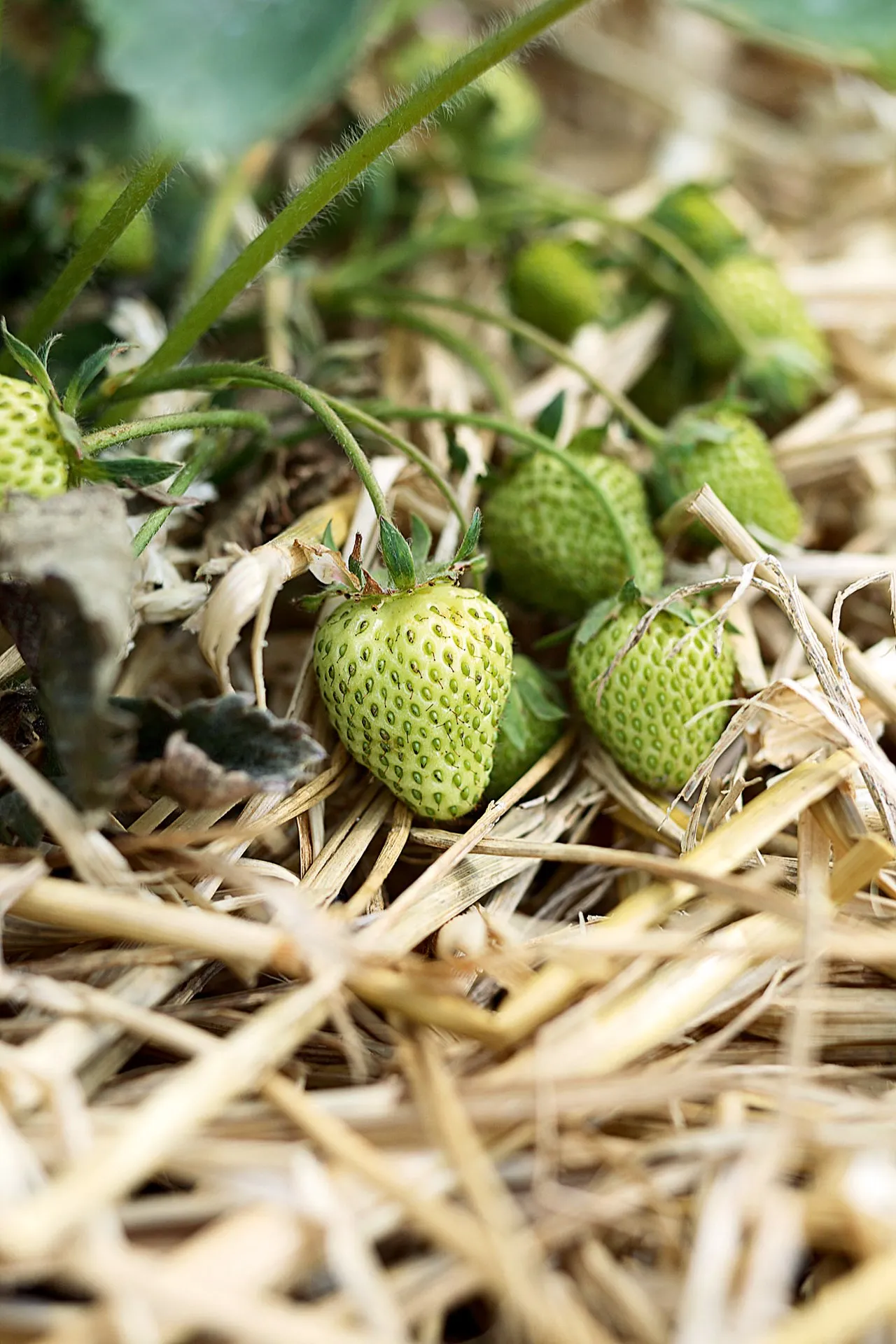 Выращивание клубники дома: простой и эффективный гид картинка Выращивание клубники дома: простой и эффективный гидд