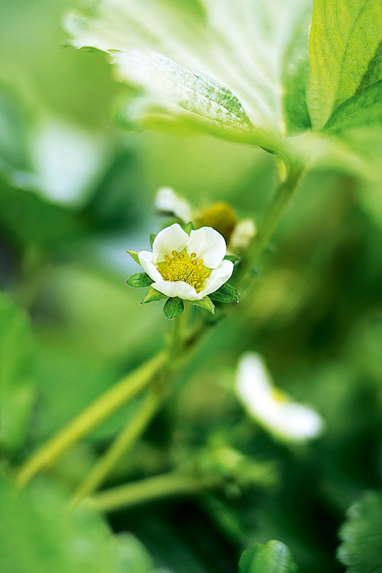 Выращивание клубники дома: простой и эффективный гид картинка Выращивание клубники дома: простой и эффективный гид