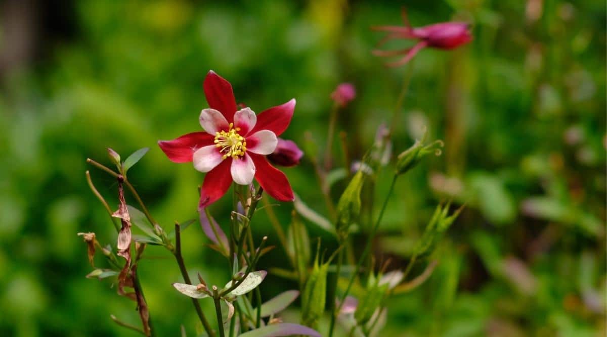 Аквилегия обыкновенная 