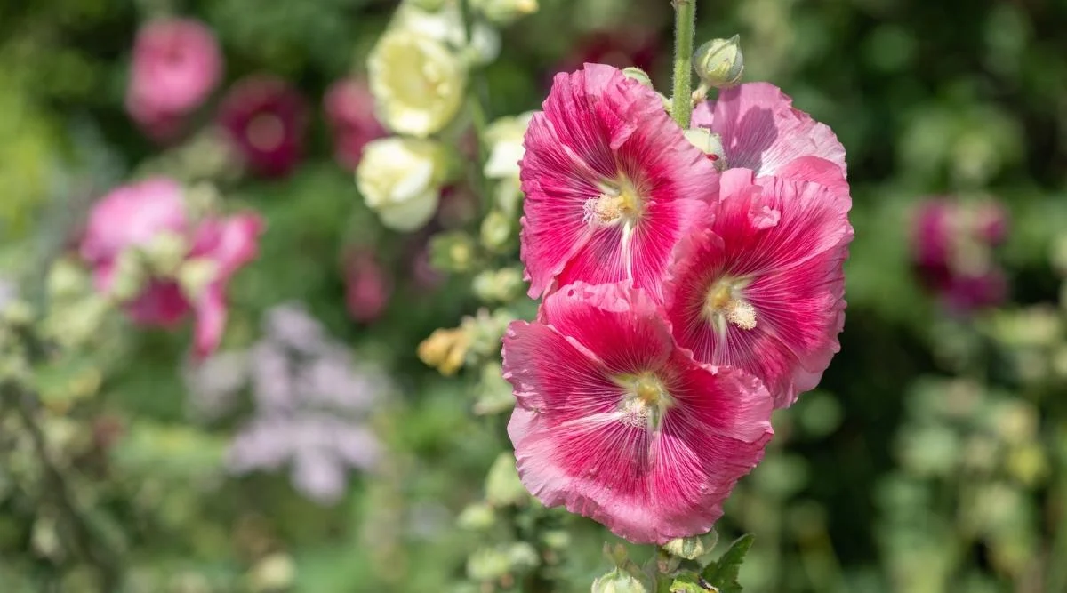 Альцея розовая