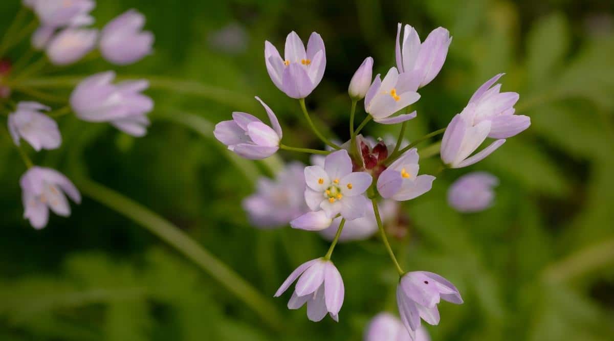 Аллиум Розеум