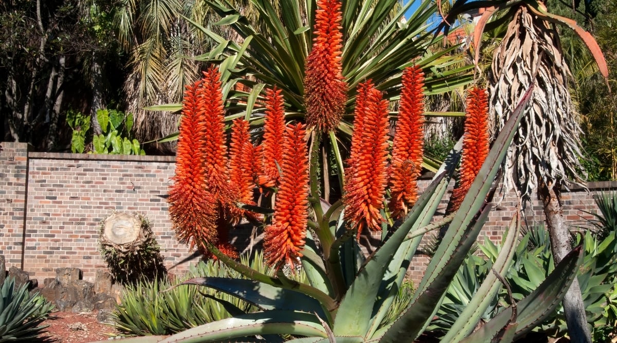 Алоэ древовидное