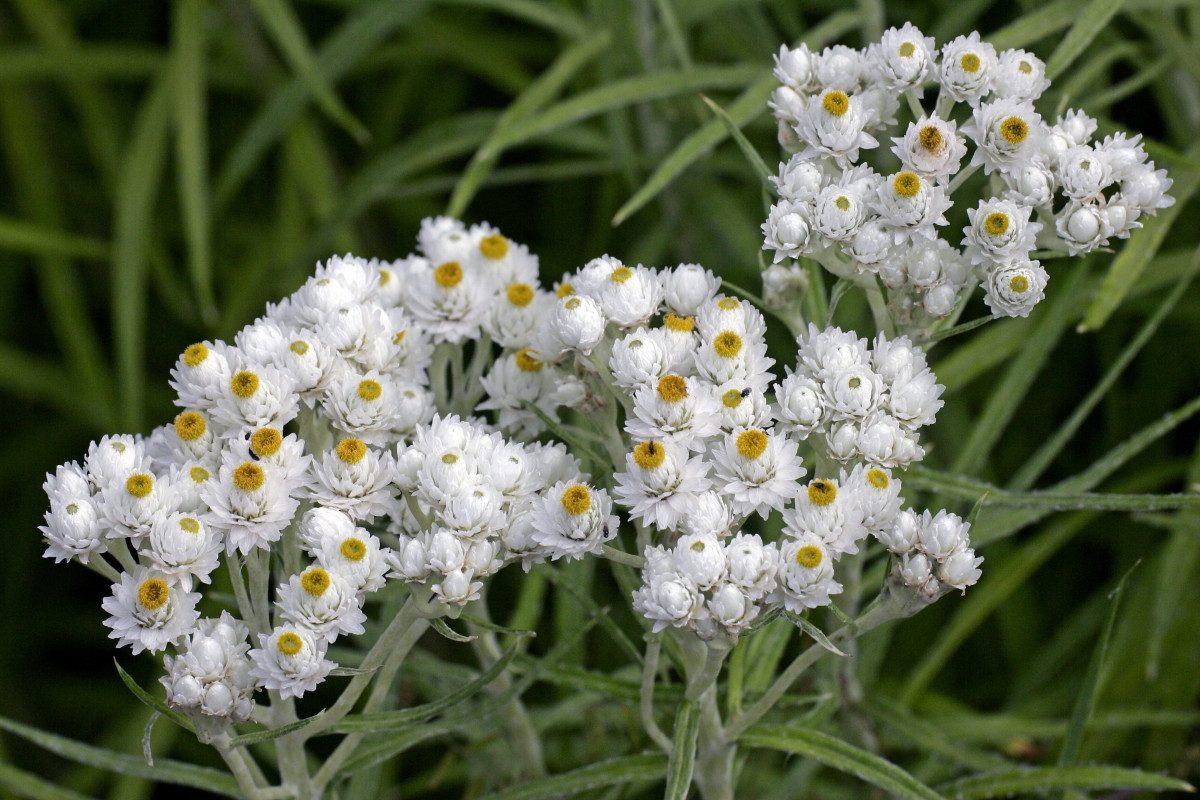 Анафалис жемчужный