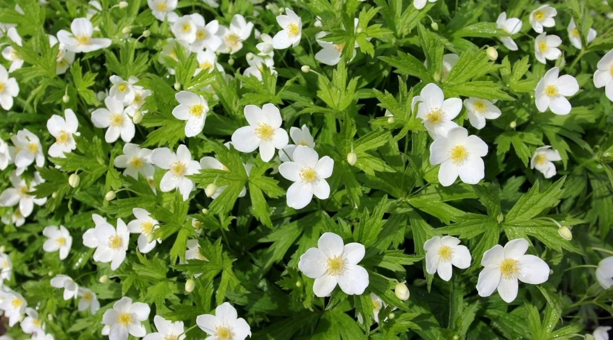 Анемона канадская ветреница