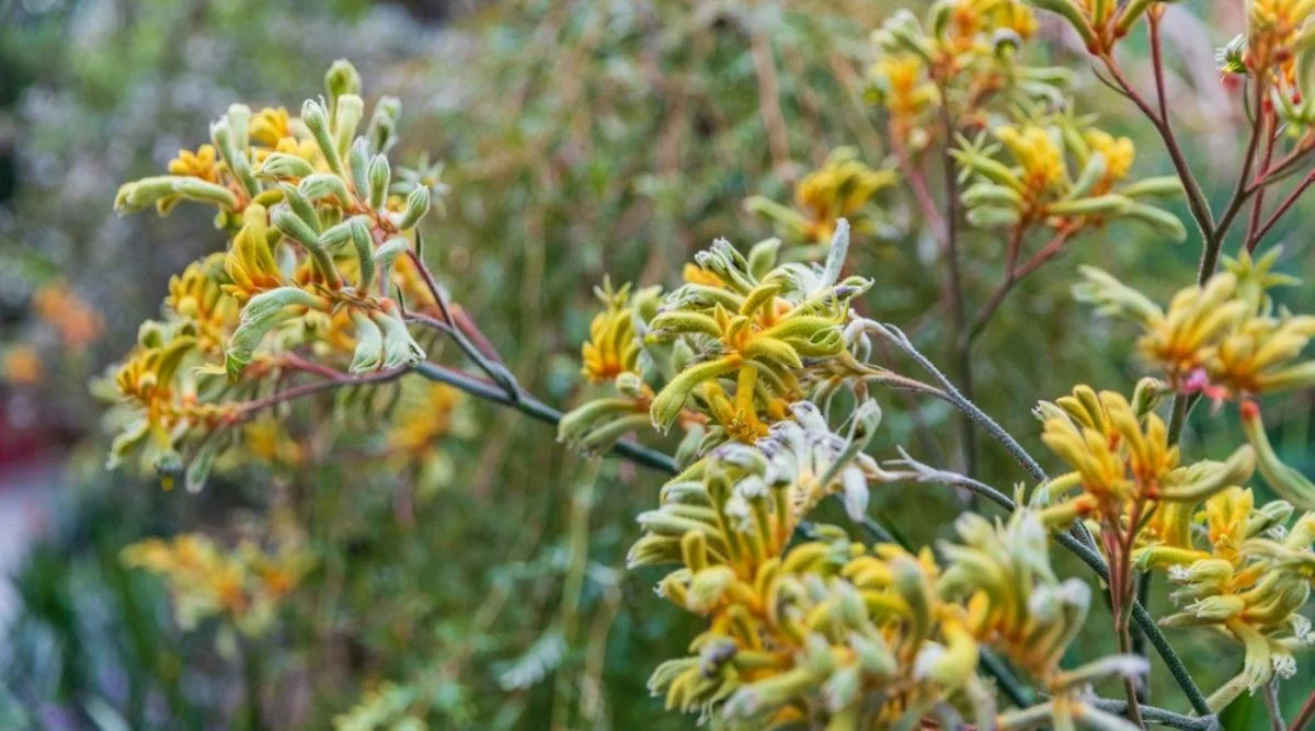 Анигозантос