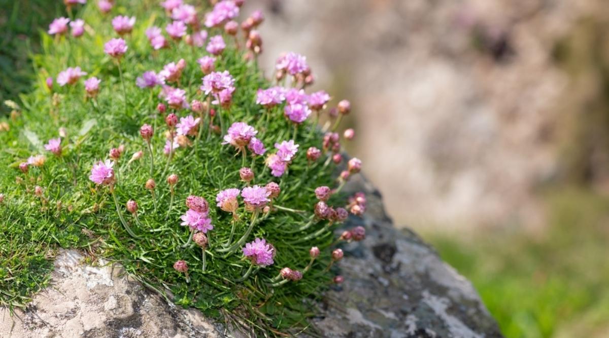 Армерия приморская