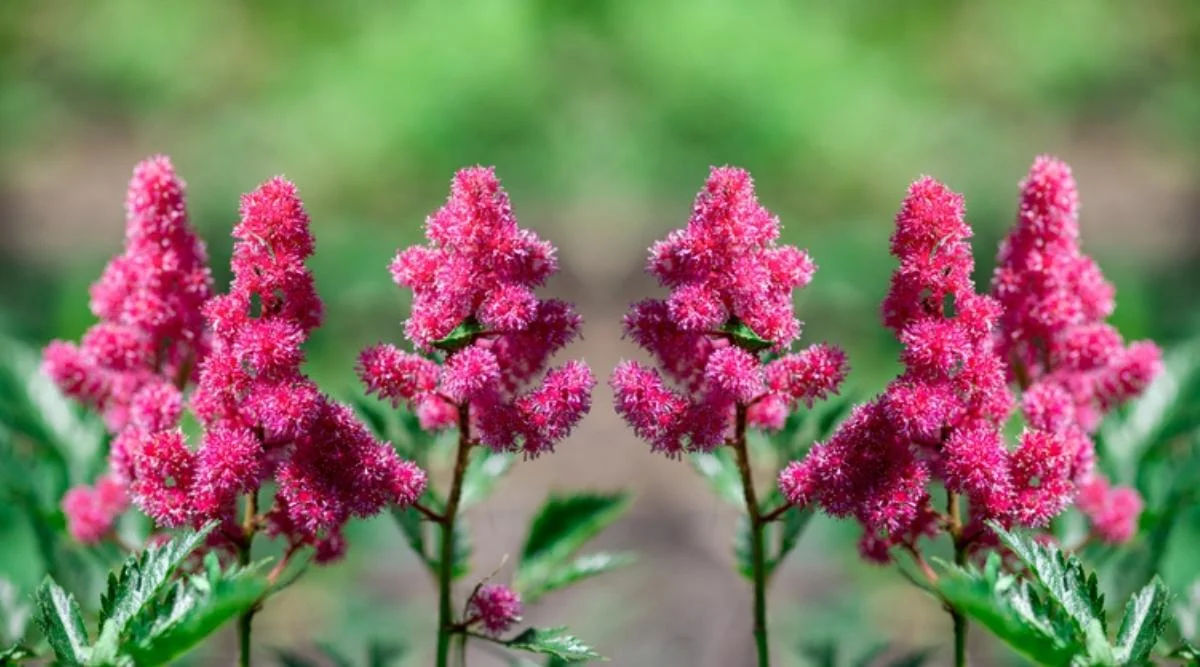 Астильба японская