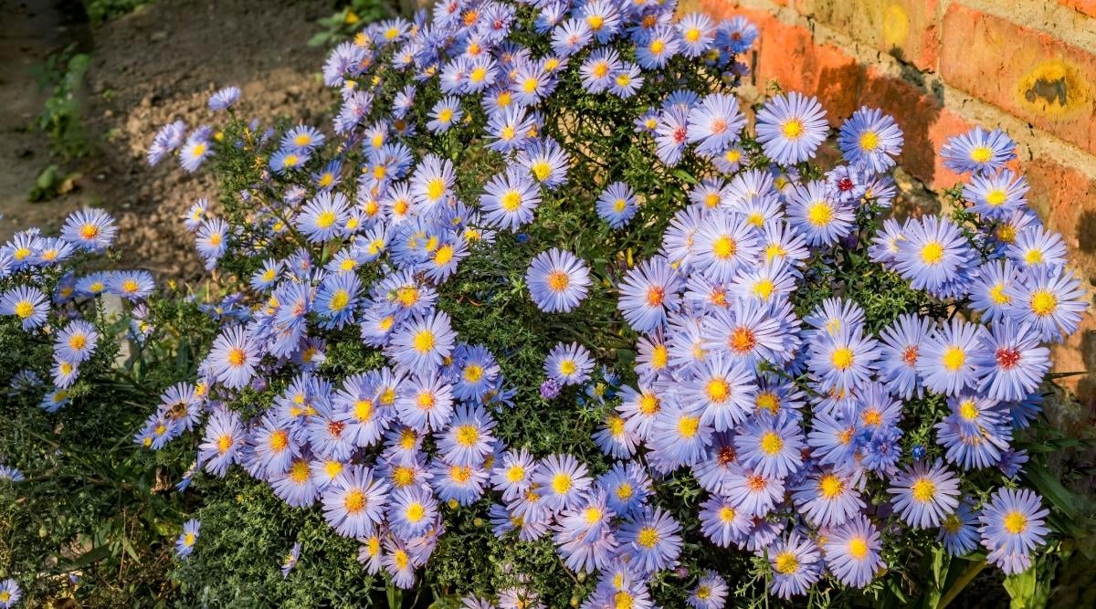 Астра новобельгийская