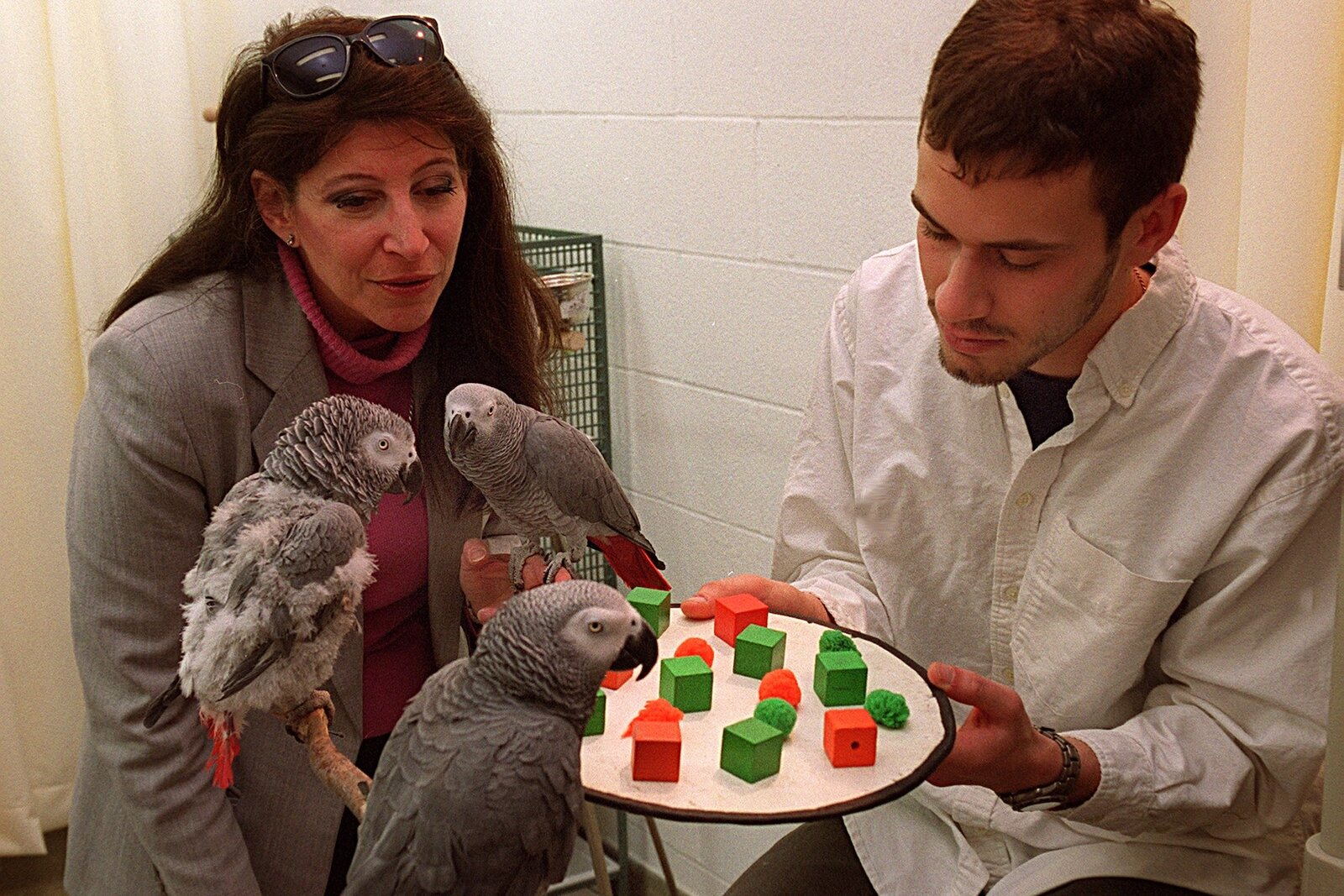 Действительно ли попугаи понимают, что они говорят?