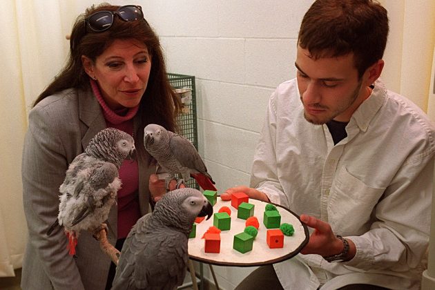 Математика: факты о счёте, уравнениях и печально известных нерешённых задачах