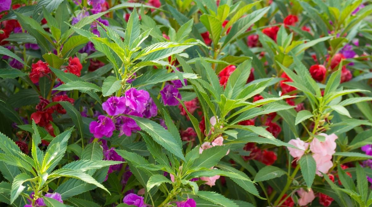 Бальзамин садовый