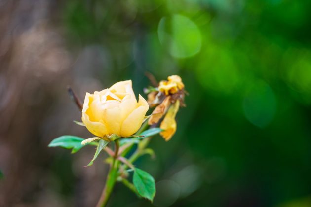 Лучшие объективы для Sony A7 III: максимум за свои деньги фото