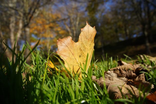 Лучшие объективы для Sony A7C и A7C II фото