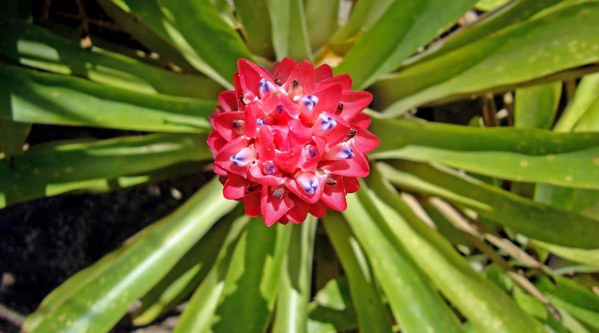 Бильбергия