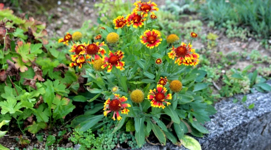 Бланкетфлауэр