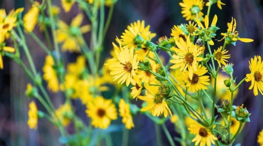 Болотный Подсолнечник