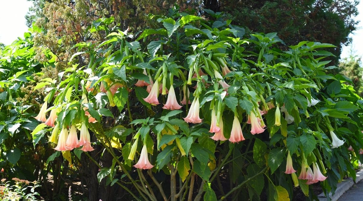 Бругмансия древовидная