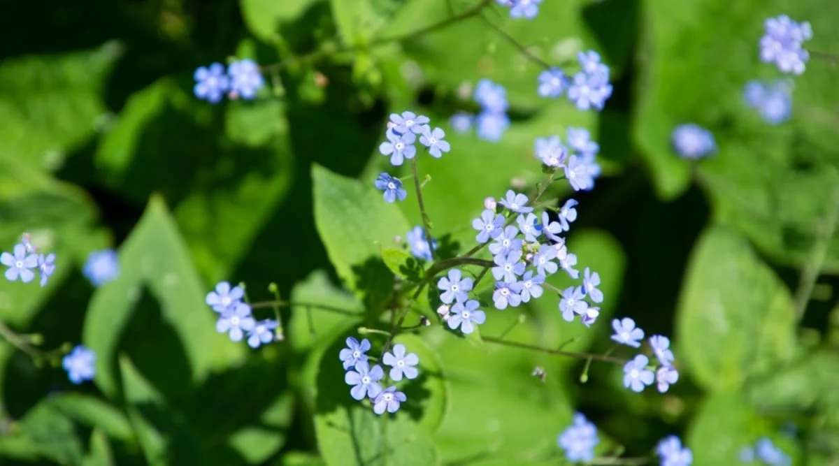 Бруннера крупнолистная