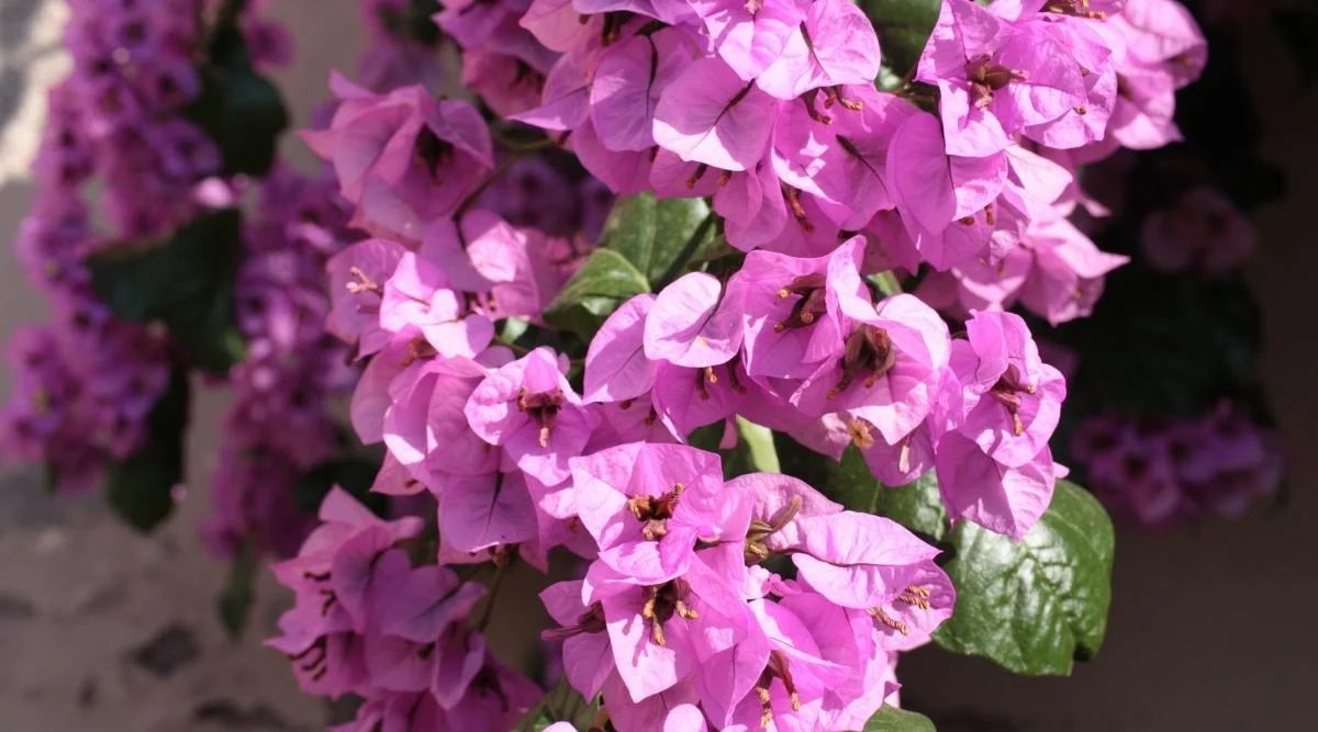 Бугенвиллея