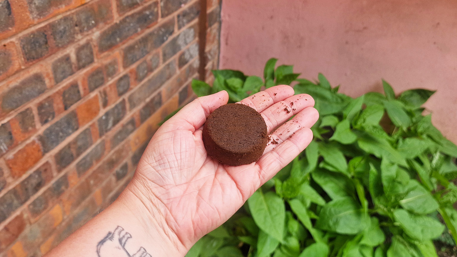 Этим летом люди посыпают использованной кофейной гущей порог своего дома — вот почему