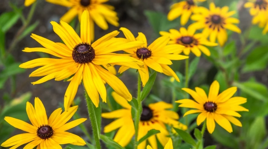 Черноглазая Сьюзен