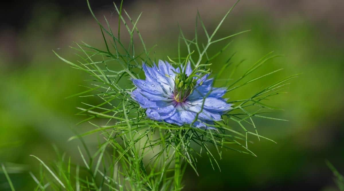 Чернушка дамасская