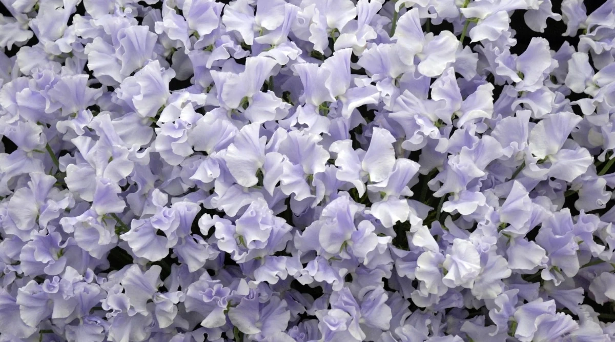 Чина душистая