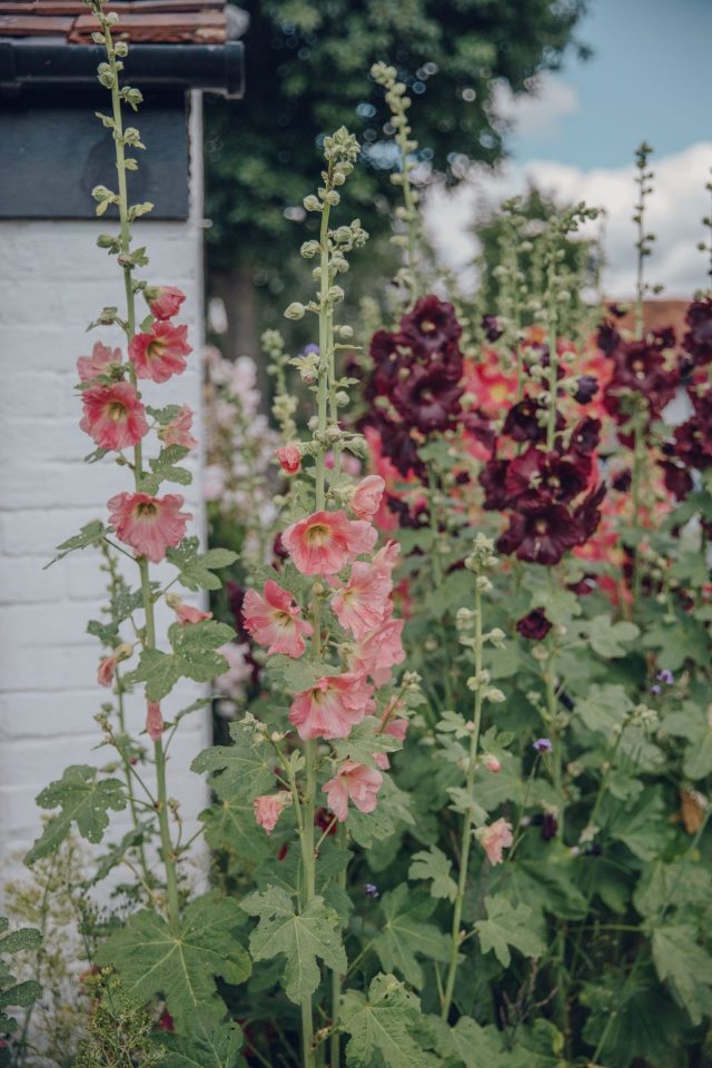 Как посадить и вырастить мальву с длинными стеблями
