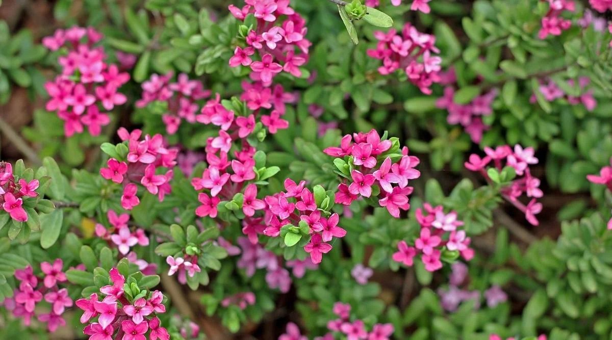 Дафна волчеягодник