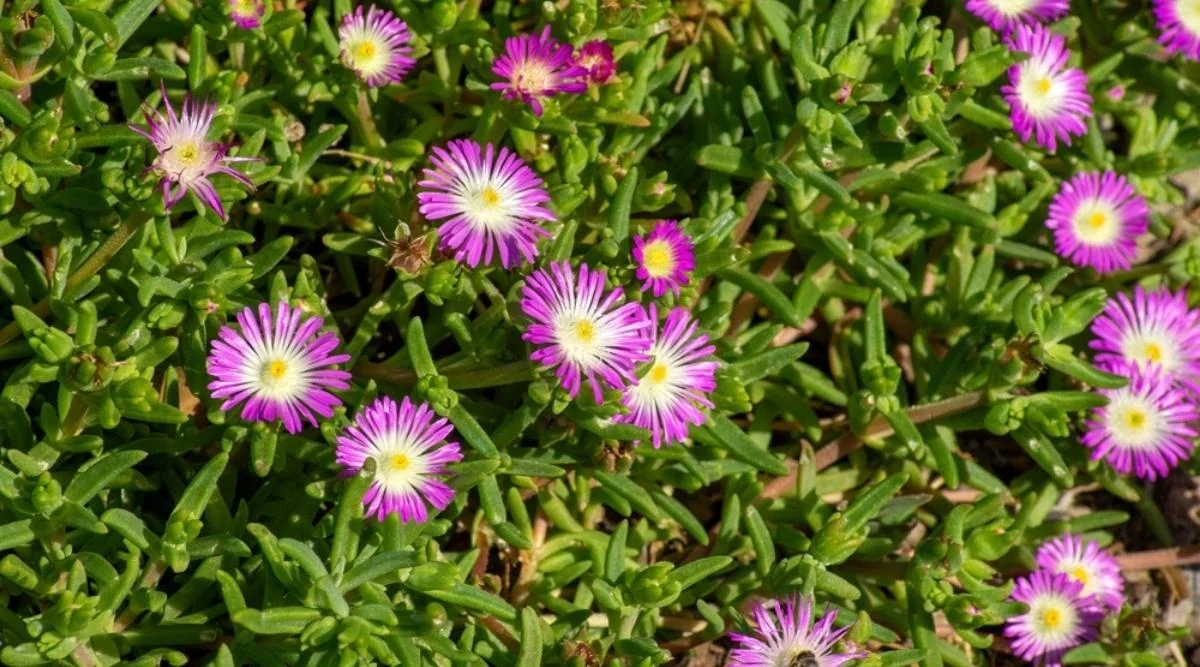 Делосперма