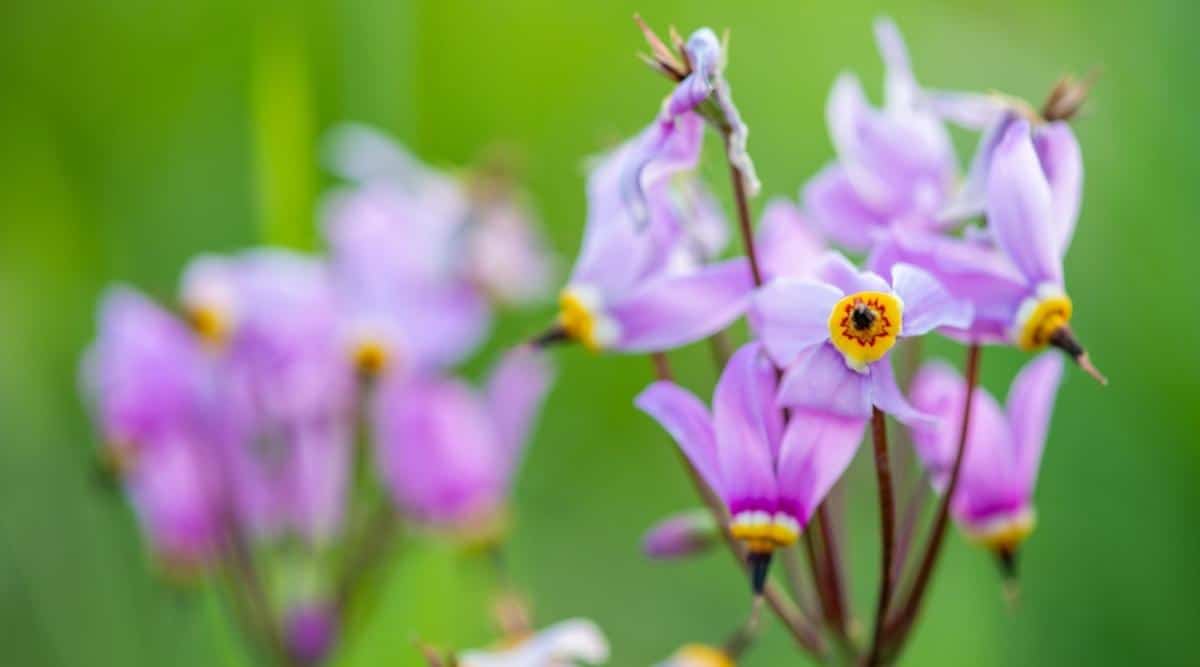 Додекатеон