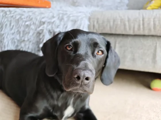 Обзор Nubia Z70S Ultra: формула убийственного флагмана фото