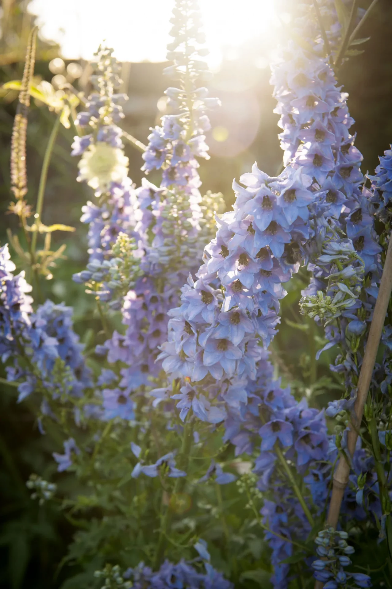 Как вырастить дельфиниумы — королей загородного сада